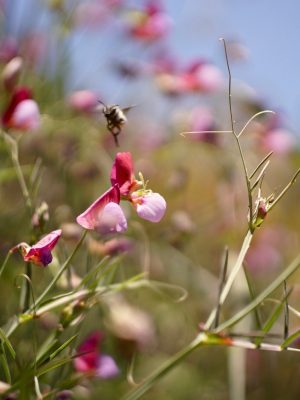 image00034